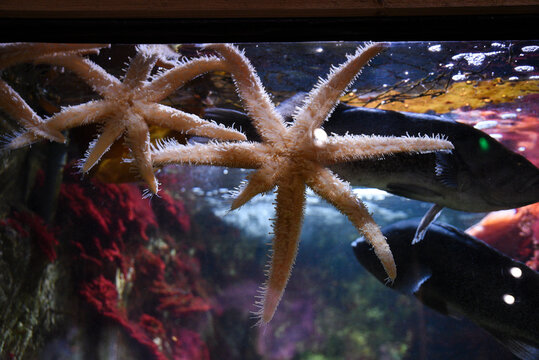 Colorful starfish in aquarium, sea world landscape.