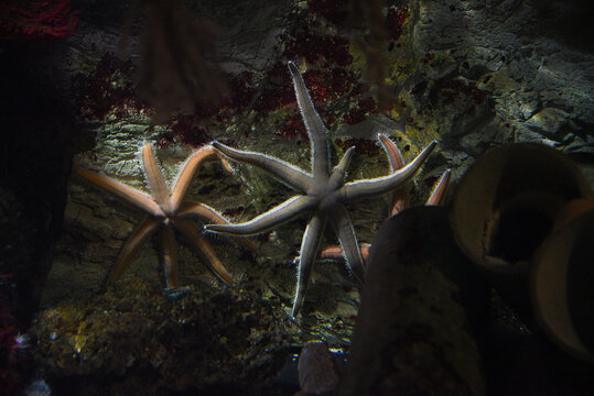 Colorful starfish in aquarium, sea world landscape.