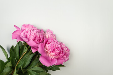Top view of pink peonies blossoms on light grey background. Peonies flowers flat lay, copy space.