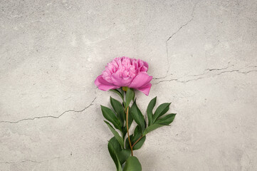 Top view of pink peony blossom on grey concrete background. Peony flower flat lay, copy space.