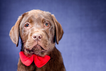 portrait of a chocolate labrador puppy with a red bow on its neck on a blue background