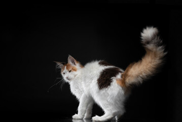 Maine Coon kitten standing showing a fluffy tail on a mirrored floor on a black background