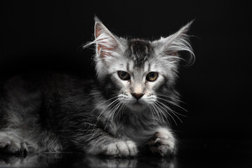 kitten of the Maine Coon breed on a black background with a mirrored floor