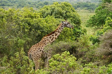 african wildlife, giraffes