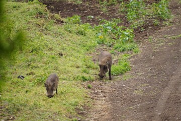 african wildlife, warthogs