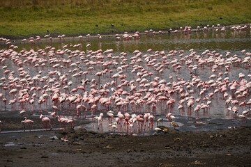 Fototapeta premium african wildlife, flamingos, lake