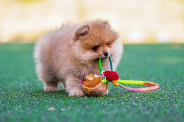 pomeranian puppy nibbles a plush toy duck on an artificial lawn