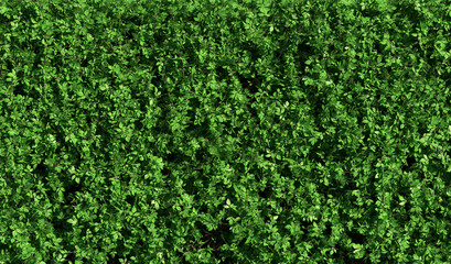 abstract green hedge as wallpaper background - 3D Illustration - obrazy, fototapety, plakaty