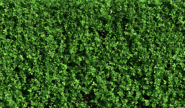 abstract green hedge as wallpaper background - 3D Illustration