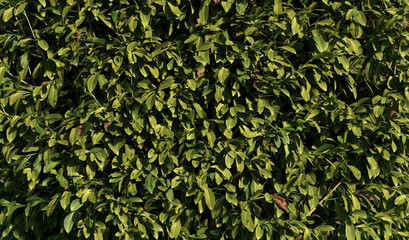 abstract green hedge as wallpaper background - 3D Illustration - 711478744