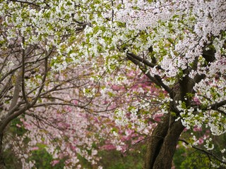 春の風景　色とりどりの桜