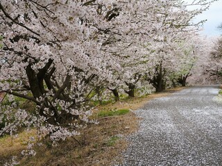 春の風景　満開の桜