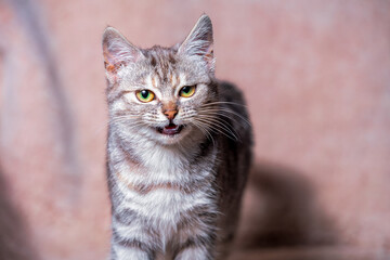 disgruntled tabby cat with a grin on the sofa covered with a light brown plaid made of artificial fur
