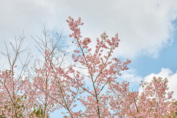 Wild Himalayan Cherry or Prunus Cerasoides