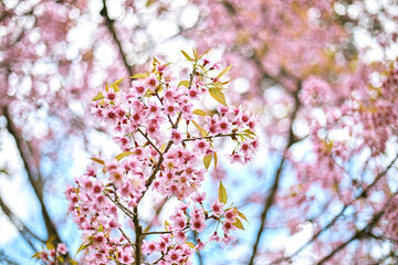 Wild Himalayan Cherry or Prunus Cerasoides