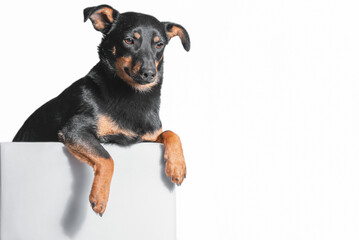 mongrel dog of black and tan color looks out of a gray box on a white background