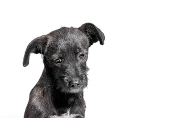 lop-eared mongrel sad puppy on a white background