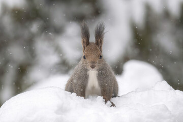 雪の日のエゾリス