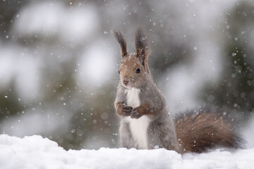 雪の日のエゾリス