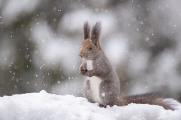 雪の日のエゾリス