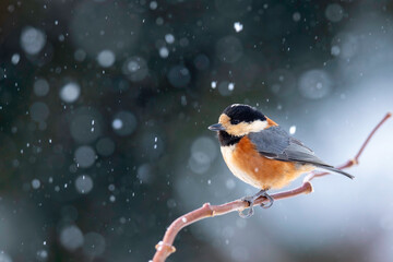 雪の日のヤマガラ