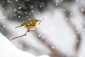 雪の日のメジロ