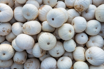 close up of white pumpkin