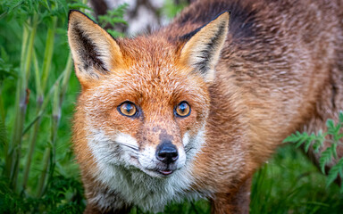 Naklejka na ściany i meble Beautiful red fox on the blurry background during the daytime