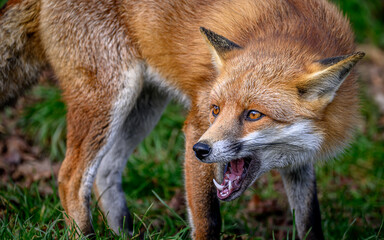 Beautiful red fox on the blurry background during the daytime