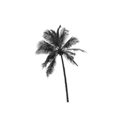 Fototapeta na wymiar A palm tree isolated on transparent background in PNG format.