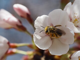 春　咲きはじめのソメイヨシノと蜜蜂