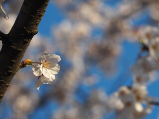 春　青空に映えるソメイヨシノ