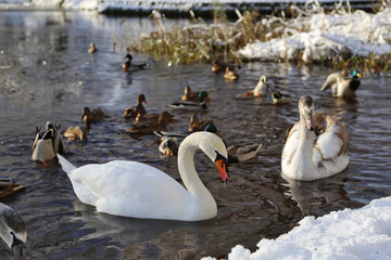Swans and ducks swim in a winter pond.