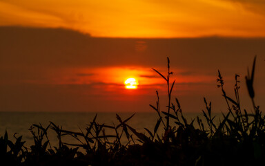 Grass silhouette against sunset. Beautiful golden sunset background