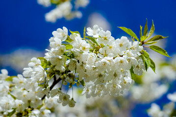 A branch of cherry blossoms against a background of blue sky.