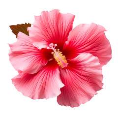 isolated illustration of red hibiscus flower. Created with Generative AI
