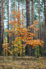 Bright colourful landscape of one small oak tree in pine forest. Beautiful nature in autumn forest, vivid leaves