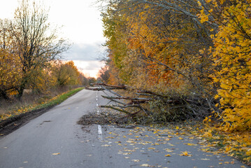 Fallen tree on the asphalt road in countryside. Strong wind in autumn, bad weather