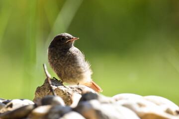 Fresh baby chick on the grass close up wildlife photo 