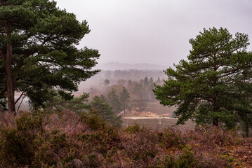 foggy moorland in england