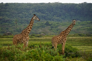 african wilderness, giraffe