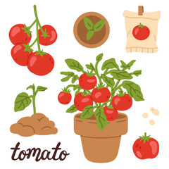 Vector illustration set of cute tomato stage for digital stamp,greeting card,sticker,icon,design