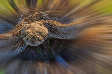 Western Diamondback Rattlesnake is native to the southwestern United States