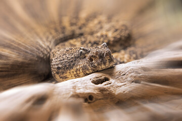 Southwestern Speckled Rattlesnake found in the southwestern United States