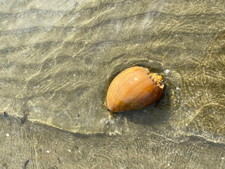 A sundial sea shell was washed toward the shore. close up