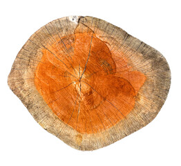 Top Of Rustic Wood Stump Seat On White Backgrounds. Natural Pattern Of Wood Structure. Texture Of Cut Trunk