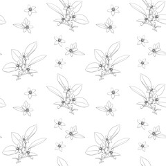 Elegant Line art Vector seamless pattern Neroli flowers twig. Citrus flowers branch. Hand drawn line art and outline botanical illustration. Cosmetic, perfumery and medicinal plant.