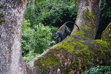 african wilderness, blue monkey