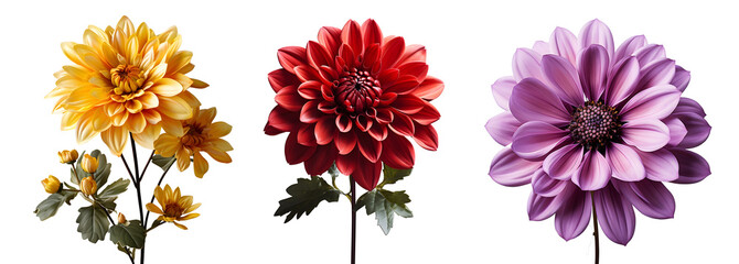 red and yellow flowers png. purple flower png. set of three flowers isolated. yellow flower png. red flower png. purple flower png