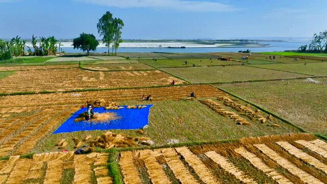Riverside Pady field,Farmers are threshing paddy in Paddy field Aerial view,Farmers are working in the
